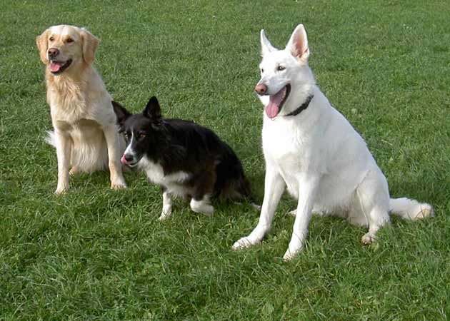 Aura Percy und Buddy