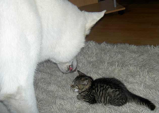 Maya neues Familienmitglied