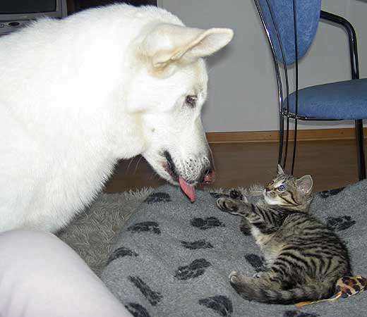 Maya neues Familienmitglied 3