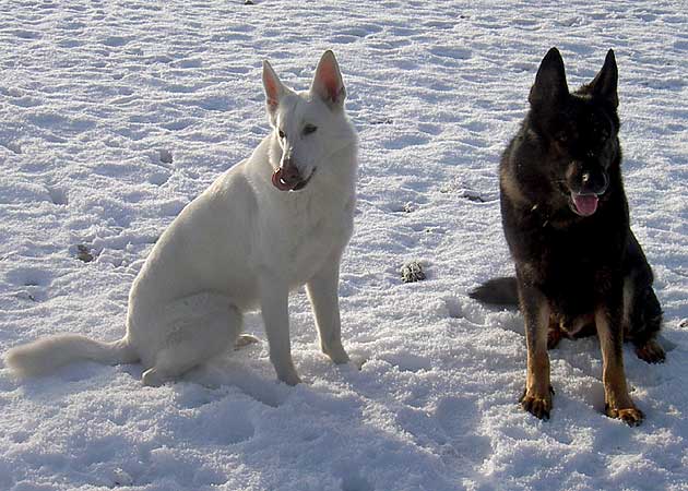 Schnee mit Quinto 0817