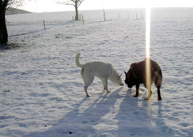 Schnee mit Quinto 0819