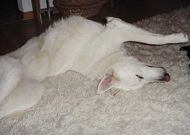 Gestreckt auf dem Teppich