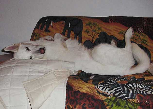 Gestreckt auf der Couch