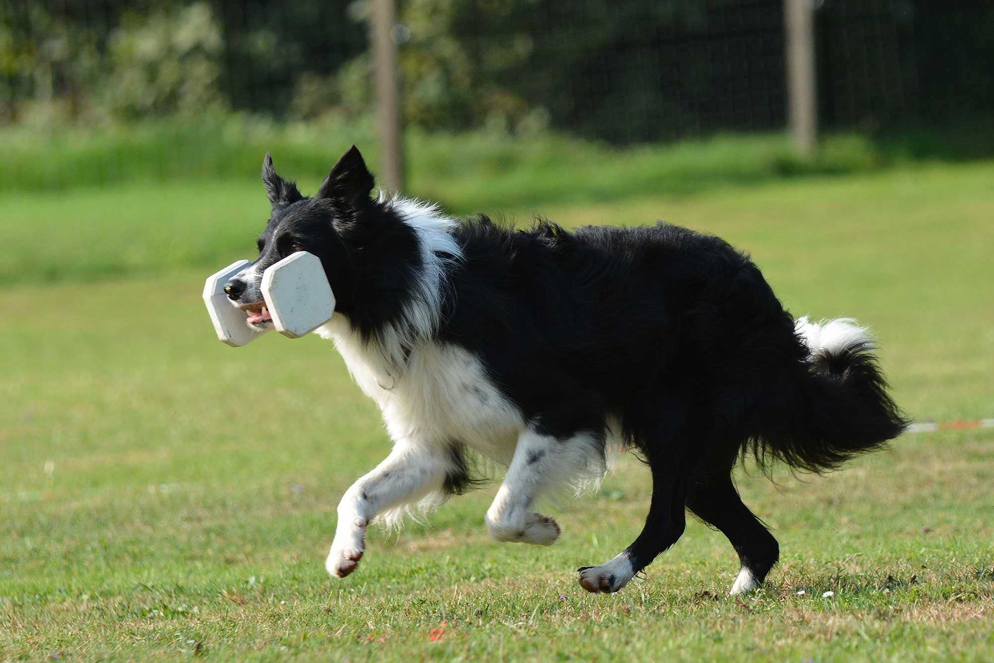 GPNteJjg Obedience SM