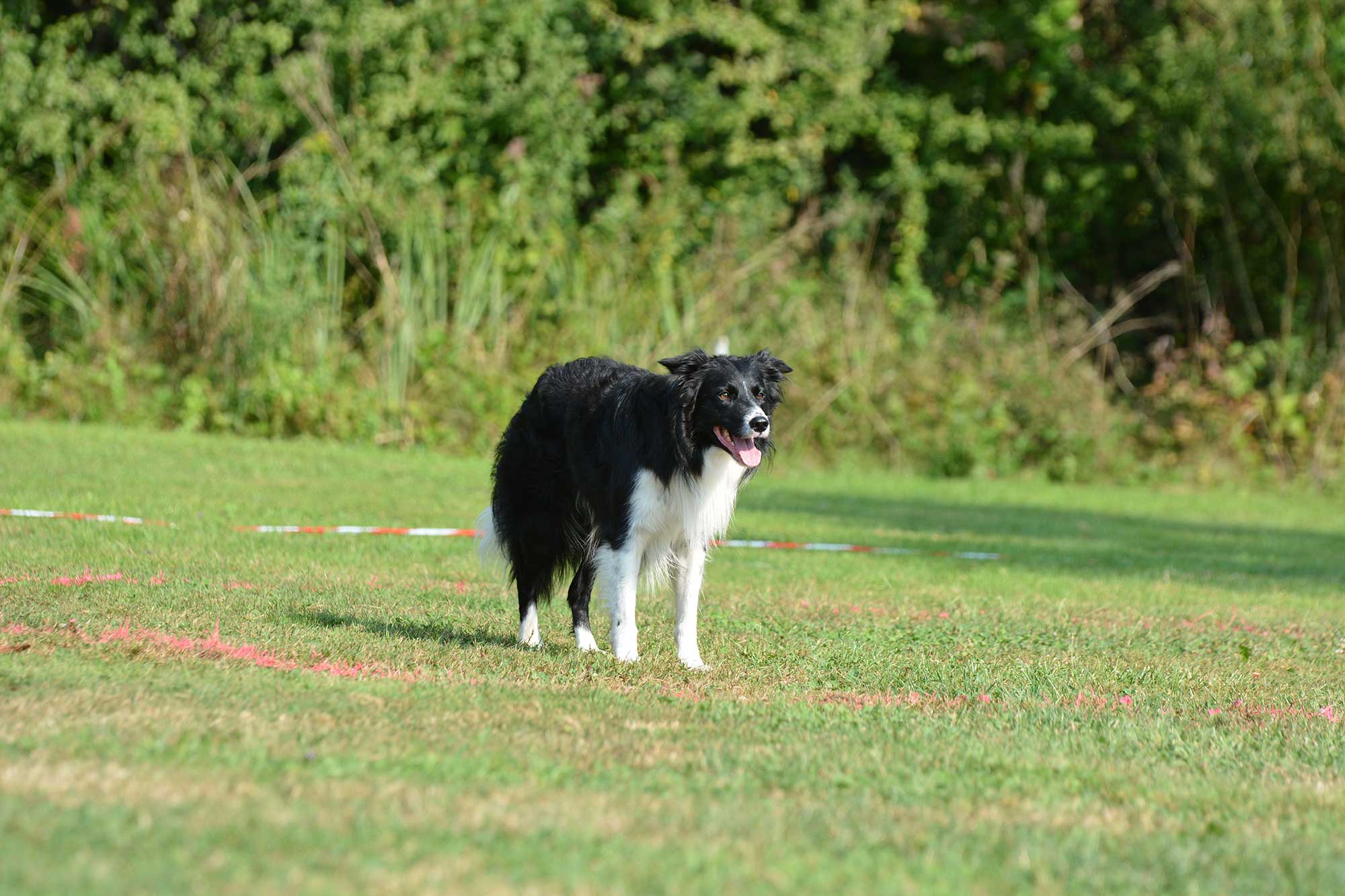 NR Z9ZLA Obedience SM