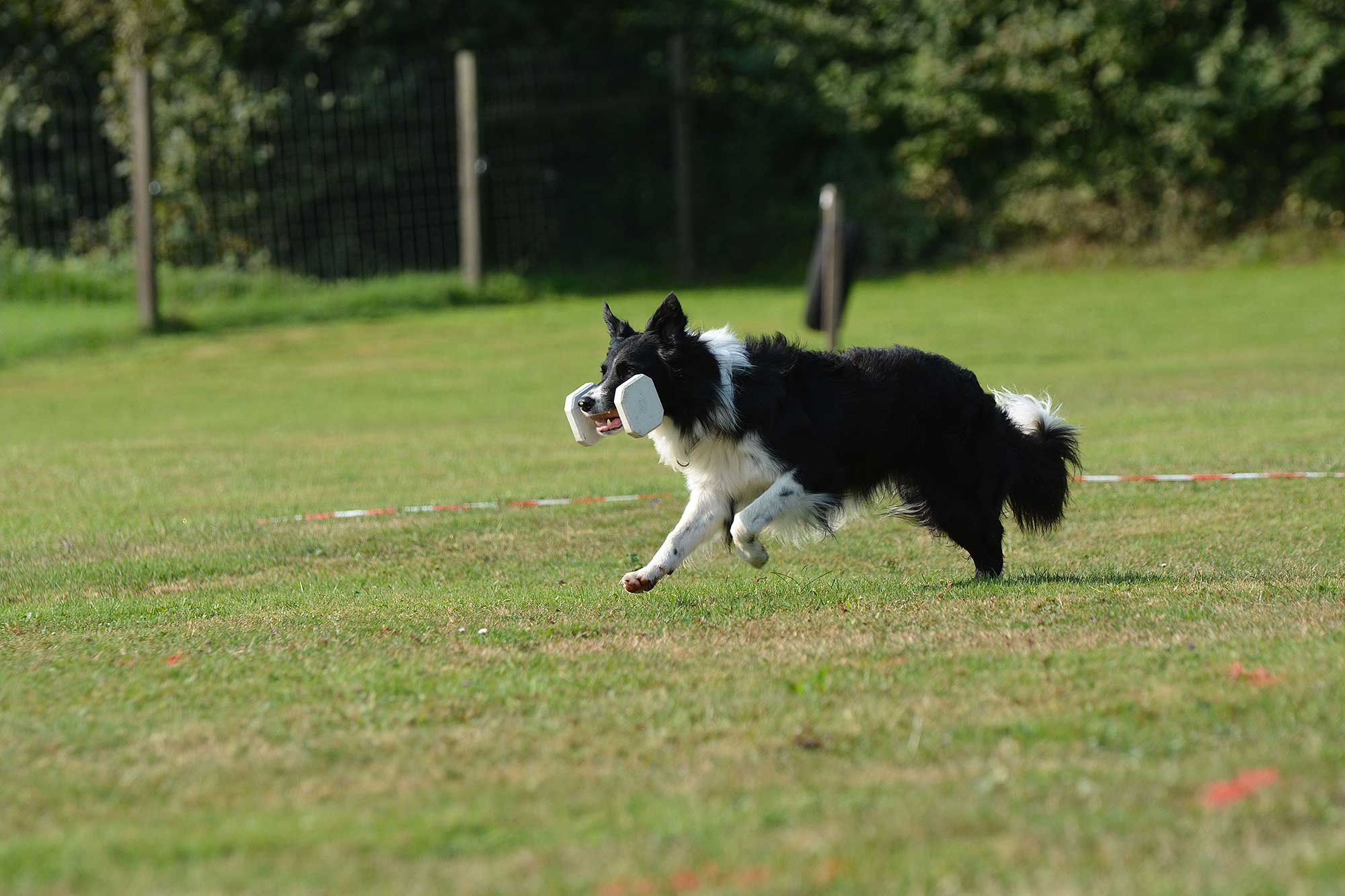 XhqTRKXQ Obedience SM