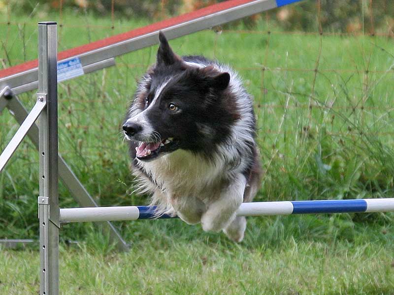 Suny Agility