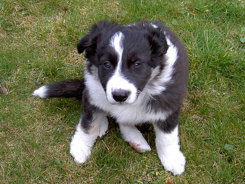 Suny Welpe Und Junghund