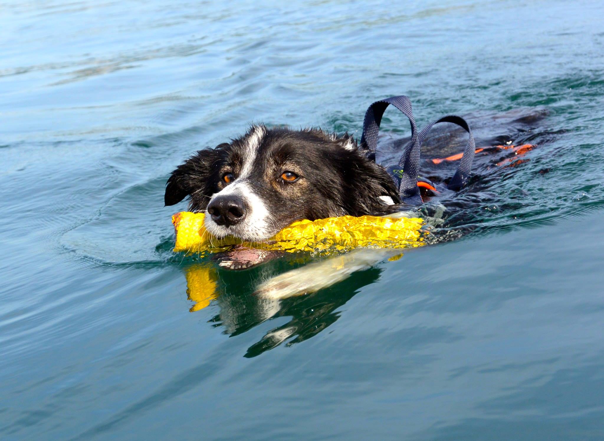 Wasserarbeitshund Suny